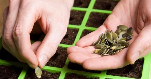 10 verdure da piantare in autunno per ottenere comunque raccolti nei mesi più freddi e in primavera