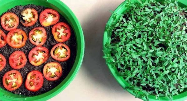 13 consigli per coltivare pomodori in grandi quantità