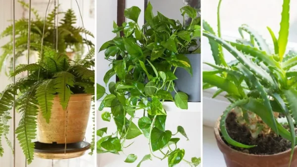 15 piante perfette da mettere in bagno (catturano l’umidità ed eliminano i cattivi odori)