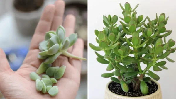 2 metodi per moltiplicare facilmente le piante grasse