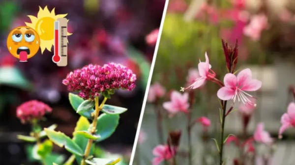 25 Piante Che Non Temono la Siccità (Le Vorrete Quest’estate!)