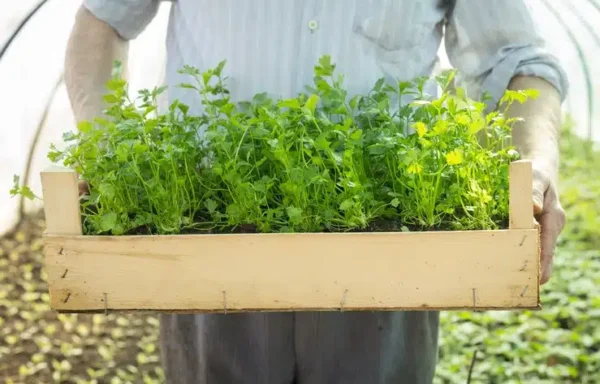 3 consigli da conoscere per un orto al top!