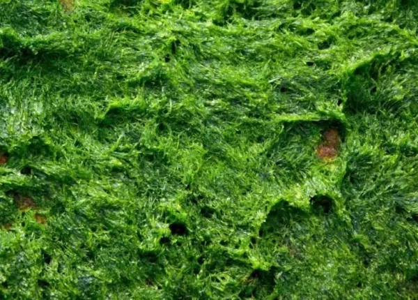 3 consigli naturali per rimuovere le macchie di muschio dal calcestruzzo