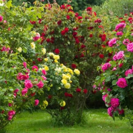 3 consigli per incoraggiare una fioritura spettacolare del tuo cespuglio di rose!