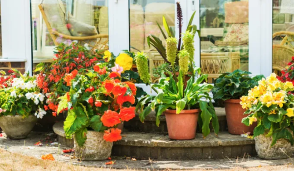 3 consigli super efficaci per far sì che le tue piante fioriscano e non appassiscano