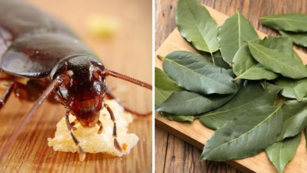 3 trappole fai da te che eliminano gli scarafaggi per sempre (senza prodotti tossici)
