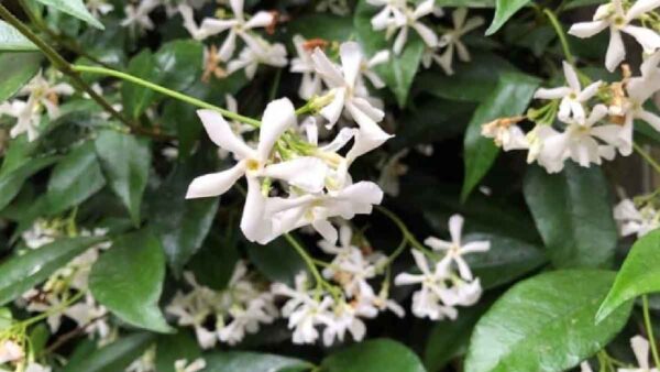 4 piante meravigliose per profumare il vostro balcone in estate!