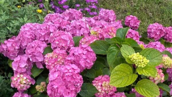 4 preziosi consigli per curare al meglio la vostra ortensia!