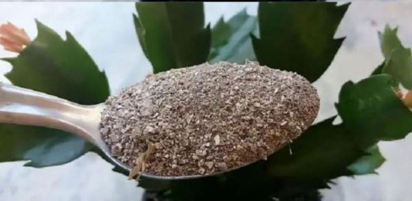 4 trucchi per far fiorire più velocemente le tue piante tutto l’anno