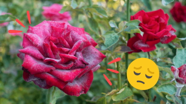 5 comuni malattie della rosa (come riconoscerle e trattarle)