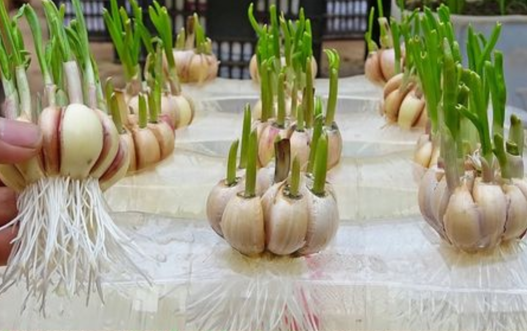 5 consigli per coltivare l’aglio da non perdere