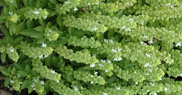 5 cose da fare con i fiori di basilico: Non buttateli via