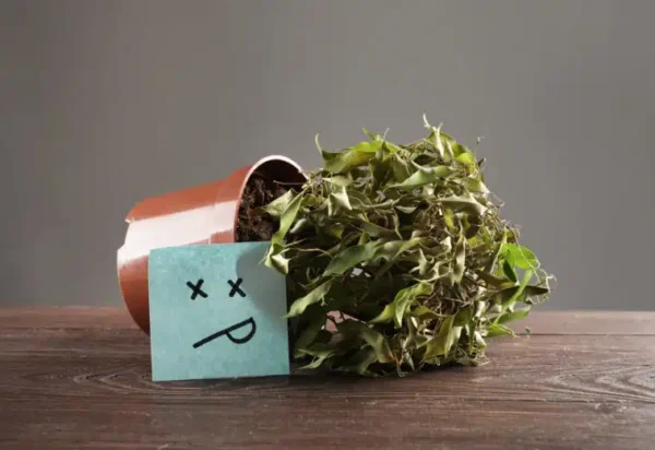 5 errori comuni che uccideranno sicuramente le vostre piante d’appartamento