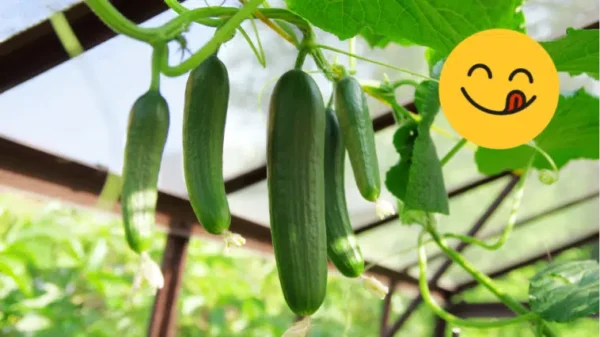 5 fertilizers from grandmother to grow succulent cucumbers