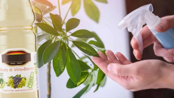 5 modi per utilizzare l’aceto per la cura delle piante