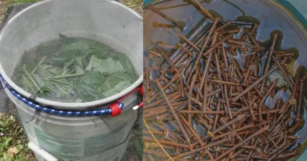 5 nutrienti essenziali per il vostro giardino: Imparate a procurarveli da soli