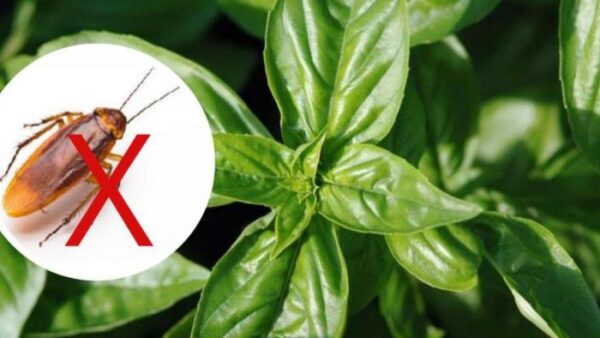 5 piante che hanno il potere di tenere gli scarafaggi lontani da casa per sempre