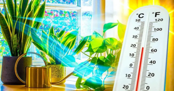 5 piante che puliscono e rinfrescano la tua casa