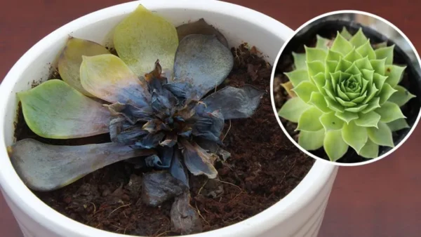 5 segnali che indicano che le vostre piante grasse stanno morendo e come riportarle in vita