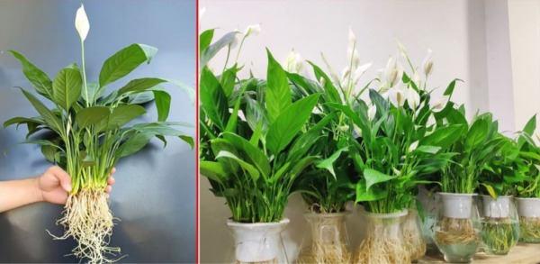 5 trucchi casalinghi per prendersi cura di un Moses Cradle o Peace Lily e mantenerlo bello