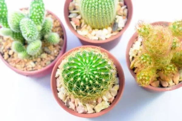 6 consigli per la cura di un cactus