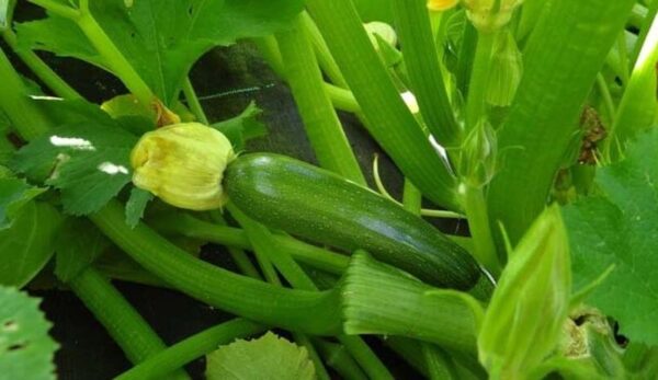 6 consigli utili per la coltivazione delle piantine di zucchine