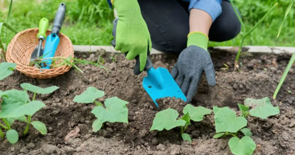 6 errori da evitare completamente per piantare i cetrioli con successo