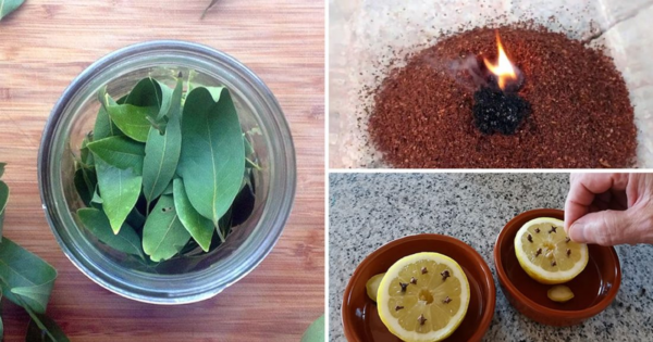 6 metodi efficaci per evitare che le mosche entrino in casa