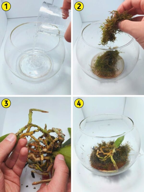 6 passi per far rivivere la vostra orchidea – LA MIA ORCHIDEA È COME NUOVA