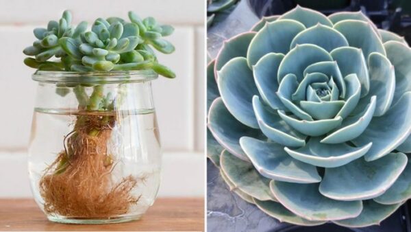 6 piante grasse che si propagano in acqua e non marciscono