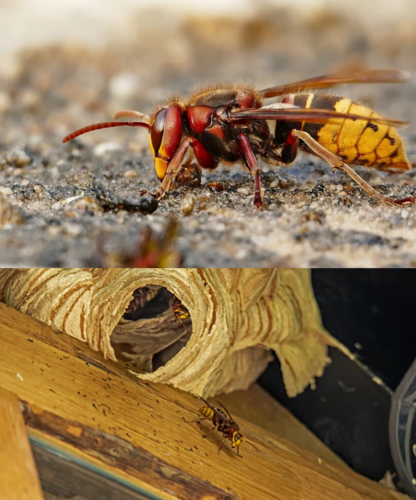 6 trucchi naturali per respingere i calabroni: potete allontanarli dal vostro giardino senza usare prodotti chimici!
