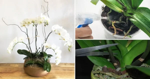 6 trucchi per um Orchideen immer in voller Blüte zu haben und sie jahrelang halten zu lassen Dettagli Primo commento