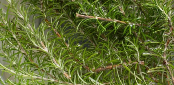 7 cose incredibili che puoi fare se hai rami di rosmarino in casa