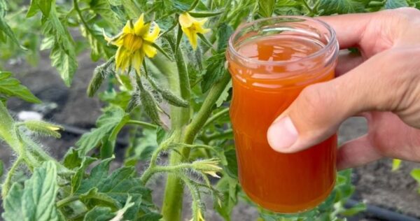 7 fertilizzanti naturali per i pomodori