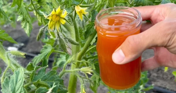 7 fertilizzanti naturali per i pomodori