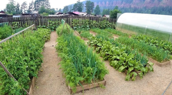 7 modi per proteggere le piante in giardino in primavera dalle gelate improvvise. I giardinieri esperti usano proprio questo