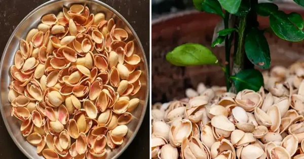 7 modi sorprendenti per utilizzare i gusci di pistacchio in casa e in giardino