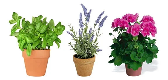 7 piante da avere in casa per tenere lontani per sempre ragni, mosche e zanzare