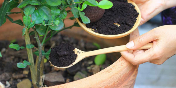 7 usi dei fondi di caffè per il riciclo delle piante.