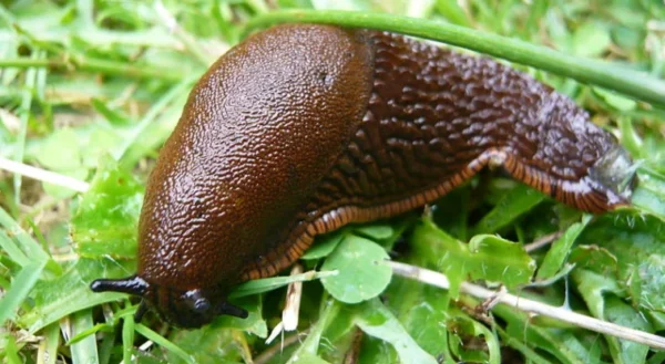 8 consigli della nonna per eliminare le lumache