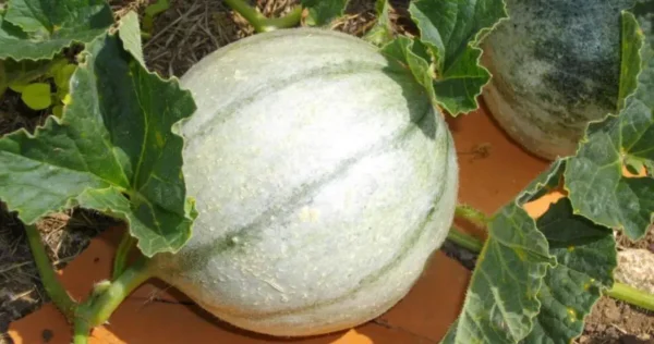 8 consigli essenziali per la coltivazione del melone di melone