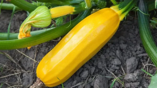 8 consigli per la coltivazione delle zucchine per ottenere il raccolto più abbondante quest’estate