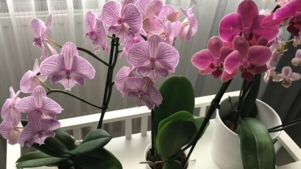 8 errori comuni nella cura delle orchidee: evitali e fai crescere splendidi fiori
