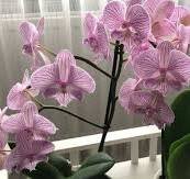 8 errori comuni nella cura delle orchidee: evitateli e coltivate fiori bellissimi