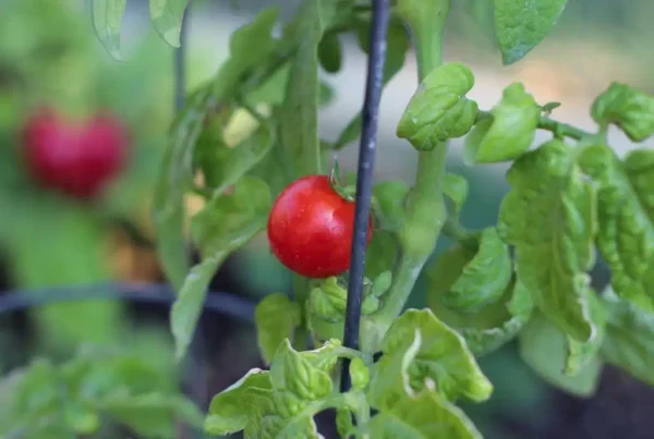 8 frutti e ortaggi da coltivare in vaso sul balcone