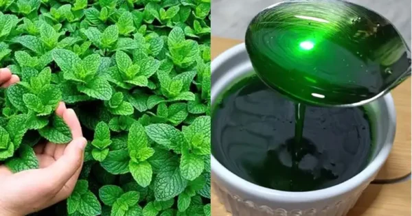 8 incredibili motivi per coltivare la menta in casa