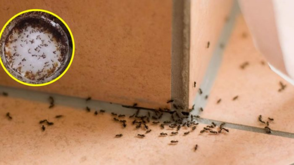 8 metodi efficaci per prevenire la comparsa degli insetti in casa