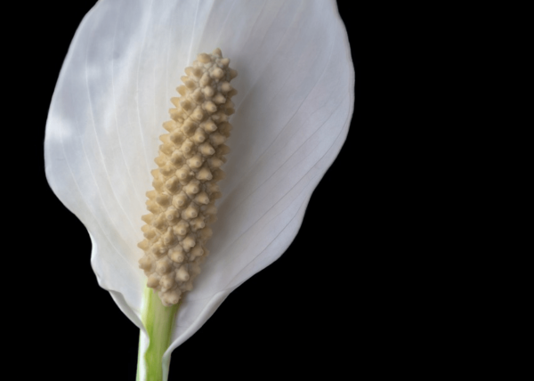 8 piante facili da curare per giardinieri calamitosi