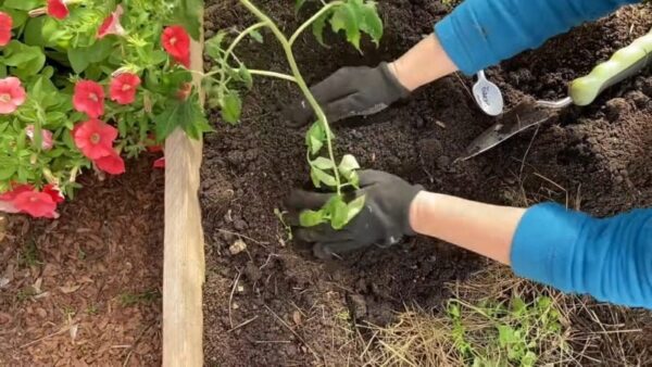 “4 pomodori in un buco – il raccolto è sufficiente anche per i tuoi vicini”