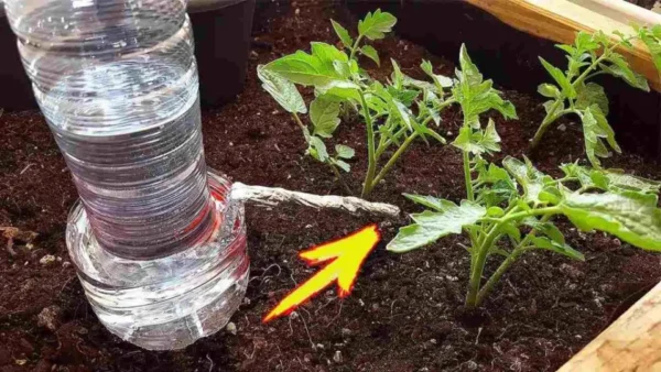 “Annaffiare le piante mentre sei in vacanza non è più un problema con questo metodo.”